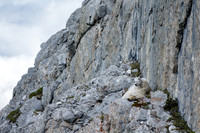 Mountain Goat_White Mountain 4