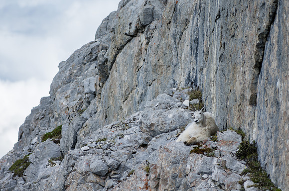 Mountain Goat_White Mountain 4