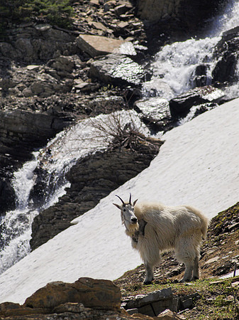 Mountain Goat_Glacier NP 5