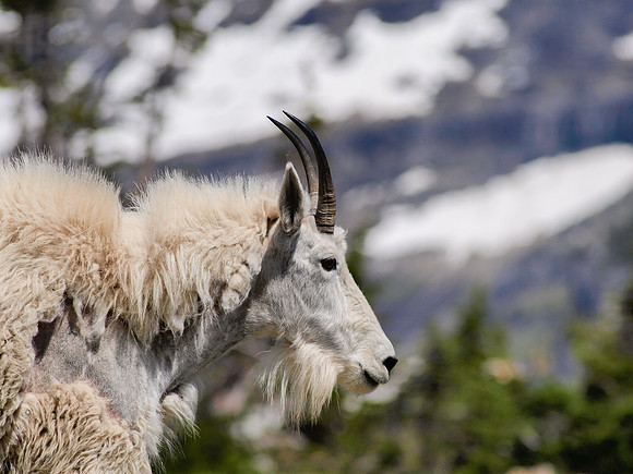Mountain Goat_Glacier NP 2