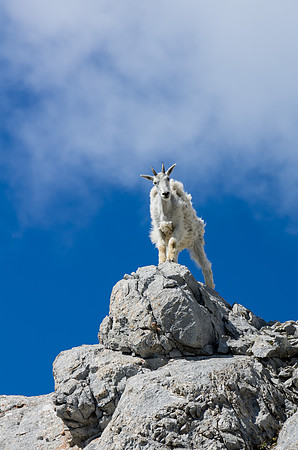Mountain Goat_White Mountain 1