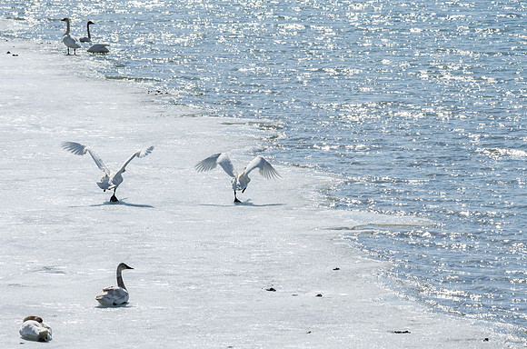 Swan_Tagish 3