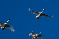 Swan_Tagish 19
