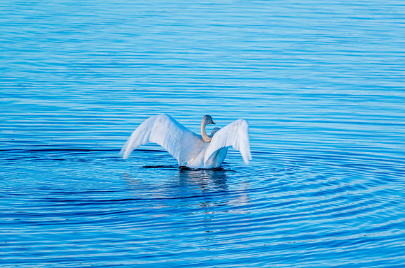 Swan_Tagish 6