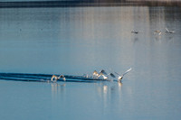 Swan_Tagish 17