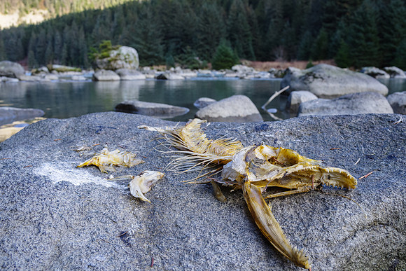 Salmon_Haines 5