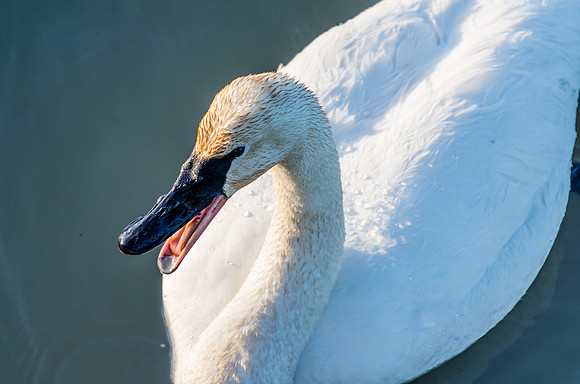 Swan_Tagish 7