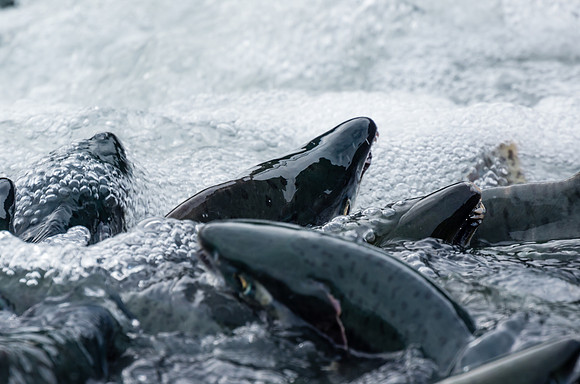 Pink Salmon_Valdez 3