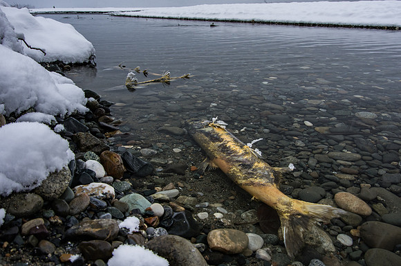 Chum salmon_Alaska Chilkat Bald Eagle Preserve_Haines 1
