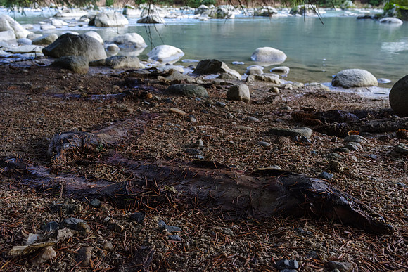 Salmon_Haines 4