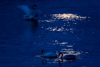 Swan_Tagish 10