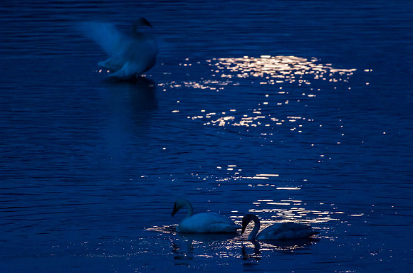 Swan_Tagish 10