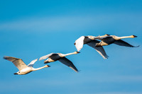 Swan_Tagish 15