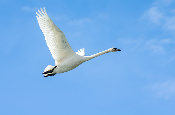 Swan_Tagish 2