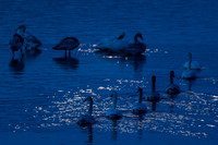 Swan_Tagish 11
