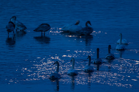 Swan_Tagish 11