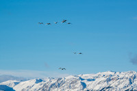 Swan_Tagish 16