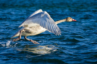 Swan_Whitehorse 1