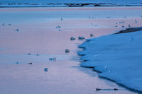 Swan_Tagish 13