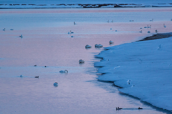 Swan_Tagish 13