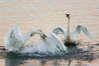Swan_Tagish 14