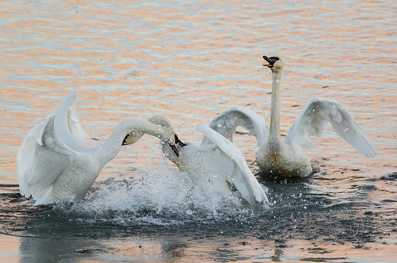 Swan_Tagish 14