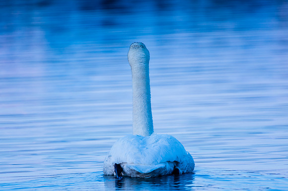 Swan_Tagish 5