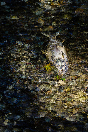 Chum Salmon_Fish Creek Hyder Alaska 1