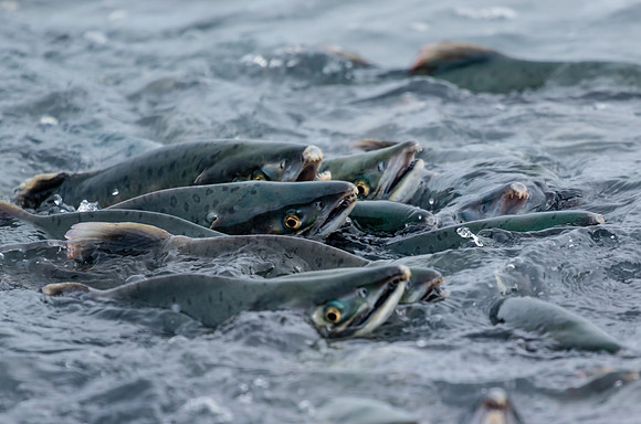 Pink Salmon_Valdez 4