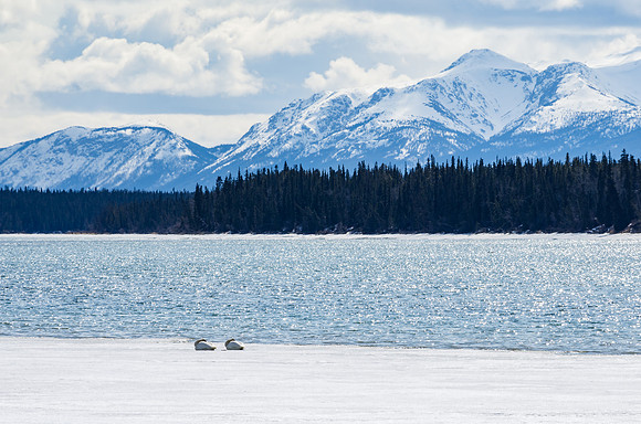 Swan_Tagish 1