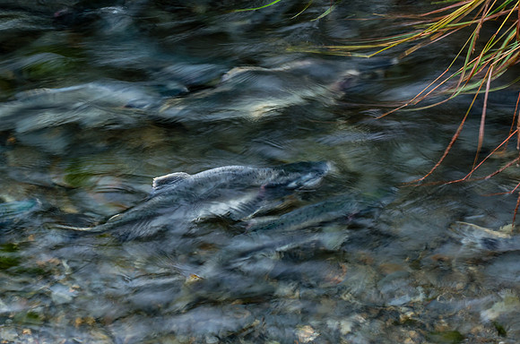 Pink Salmon_Valdez 2