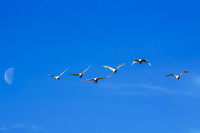Swan_Tagish 18