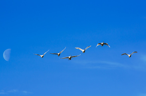 Swan_Tagish 18