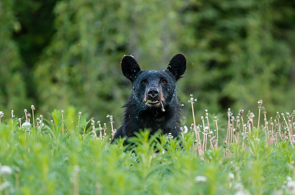 American Black Bear_Kluane National Park 2