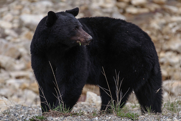 American Black Bear_Liard 2
