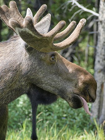 Moose_Kananaskis Country 2