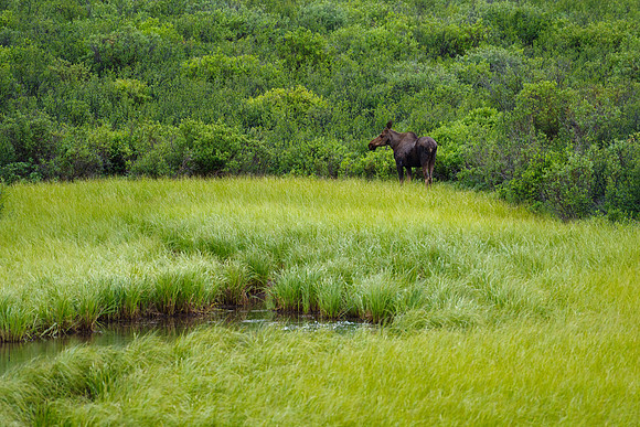 Moose_Canol Road 1