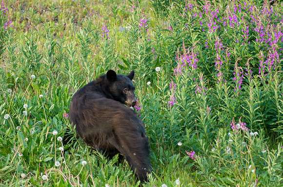 American Black Bear_Kluane National Park 5