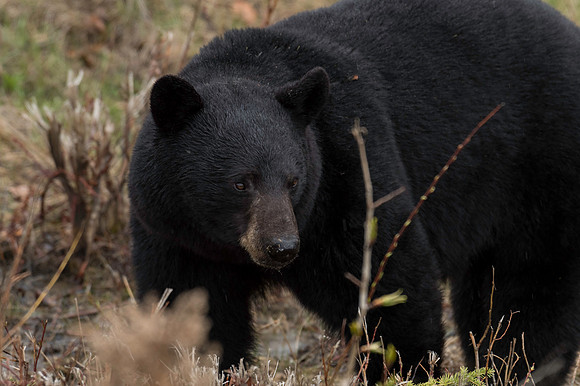 American Black Bear_Liard 3