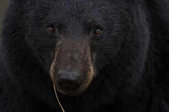 American Black Bear_Liard 5