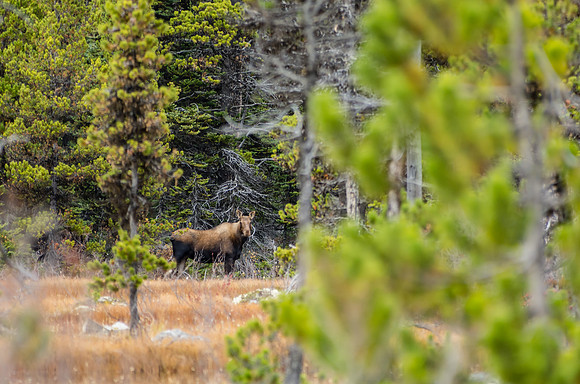 Moose_Southern Lakes Area 1