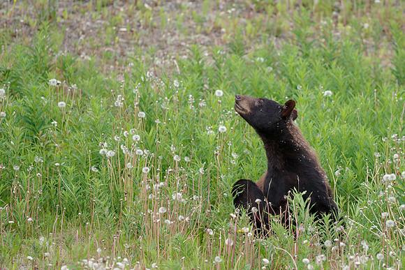 American Black Bear_Kluane NP 8