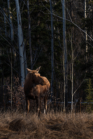 Moose_Tagish 1