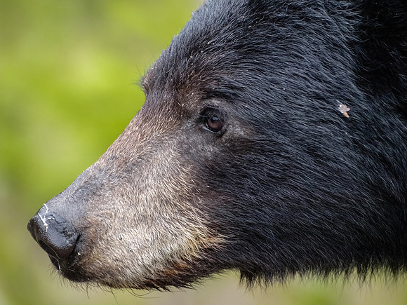 American Black Bear_Southern Lakes Area 4