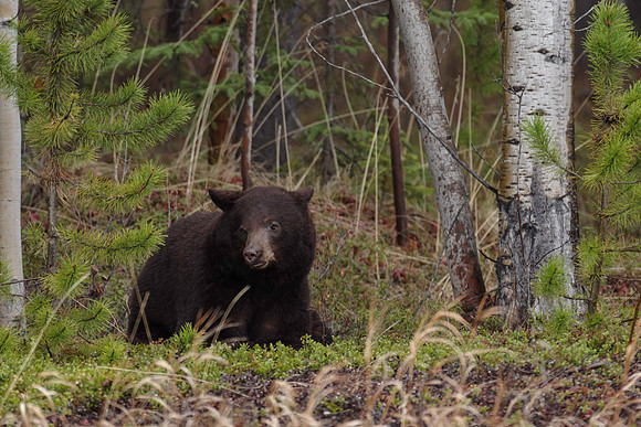American Black Bear_Marsh Lake Area 2