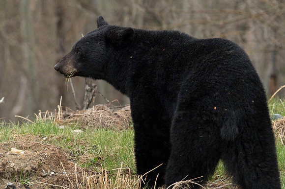 American Black Bear_Liard 4
