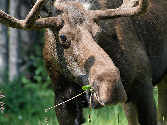 Moose_Kananaskis Country 1