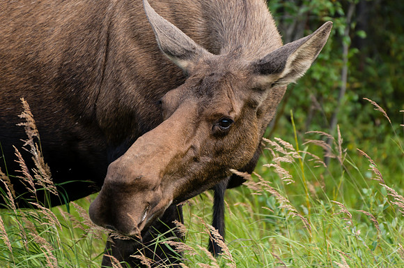Moose_Wrangell St Elias 2