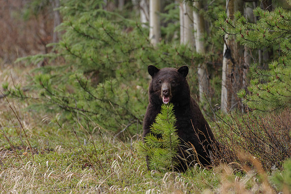 American Black Bear_Marsh Lake Area 1