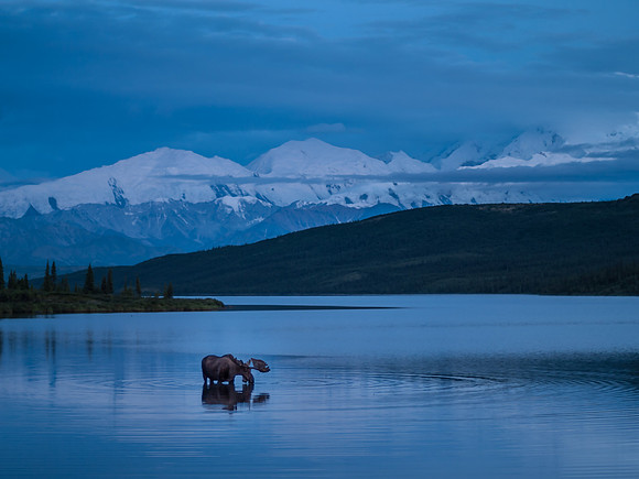 Moose_Denali National Park 1